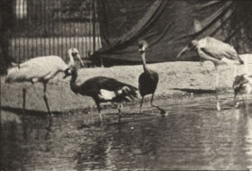 Plate 779 Storks, swans, etc. — figure reference